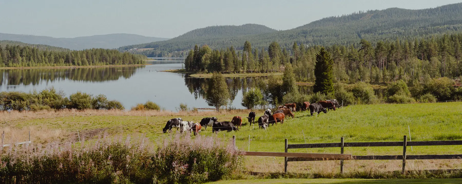 Kyr på beite ved Osensjøen